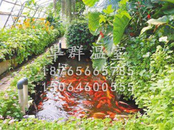 山西省忻州市魚菜共生